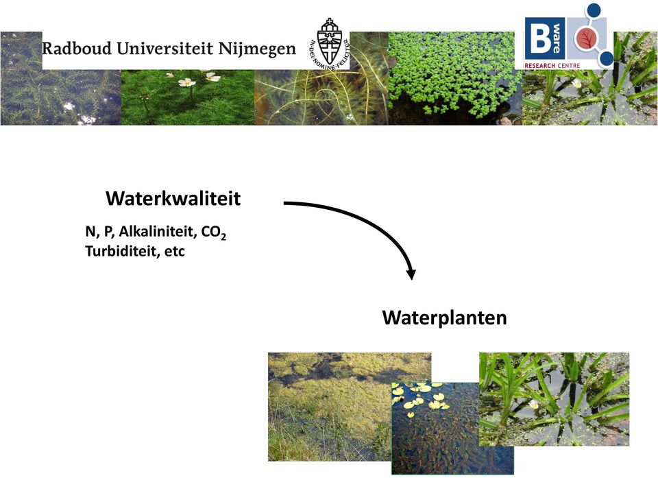 CO 2 Turbiditeit,