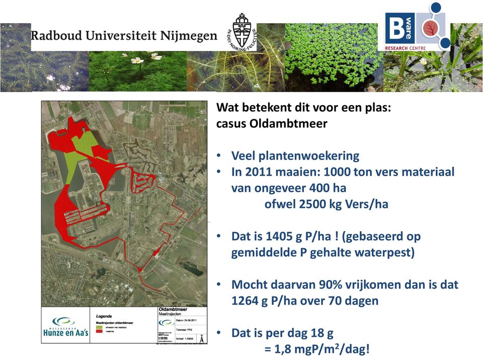 1405 g P/ha!