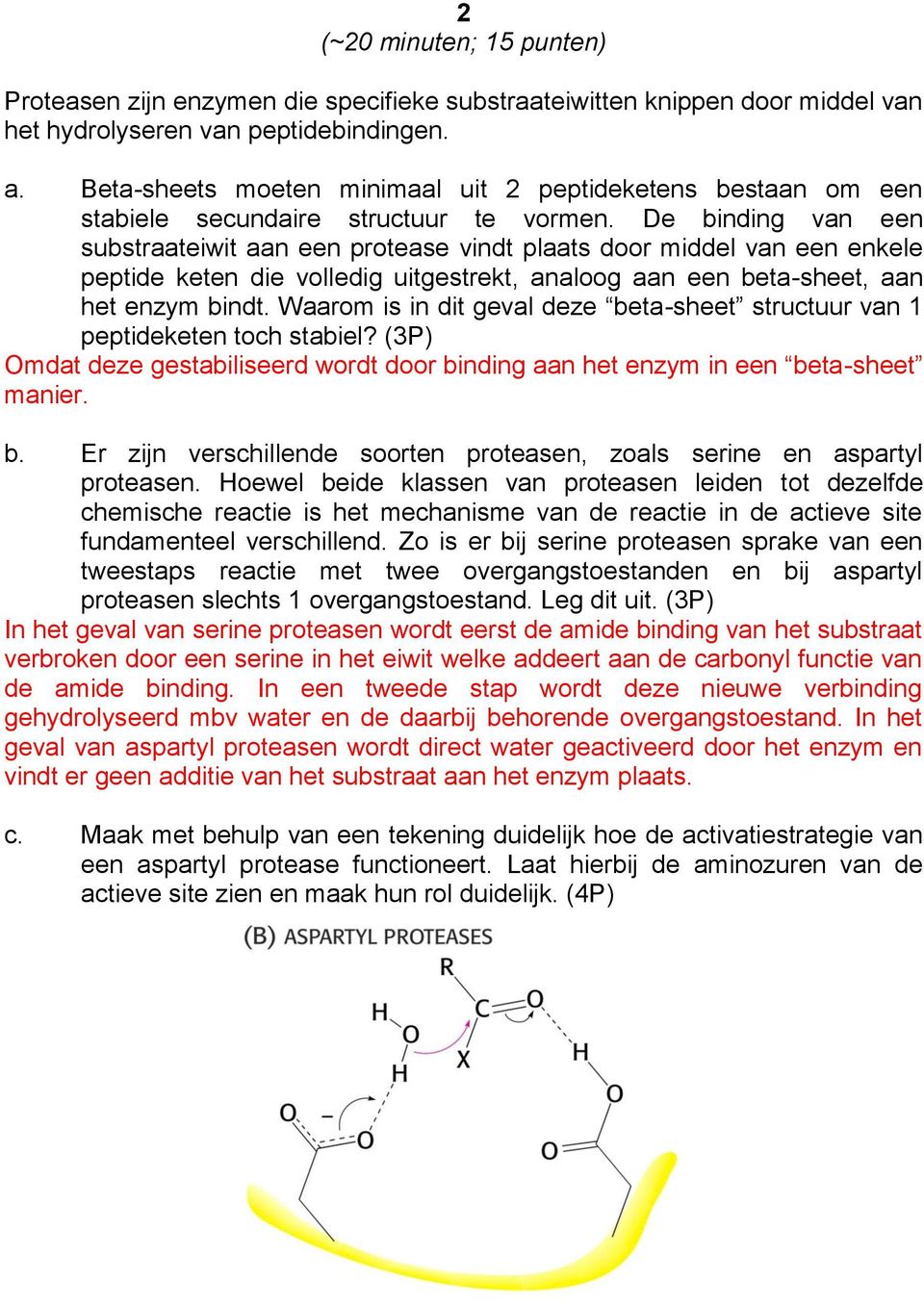 De binding van een substraateiwit aan een protease vindt plaats door middel van een enkele peptide keten die volledig uitgestrekt, analoog aan een beta-sheet, aan het enzym bindt.