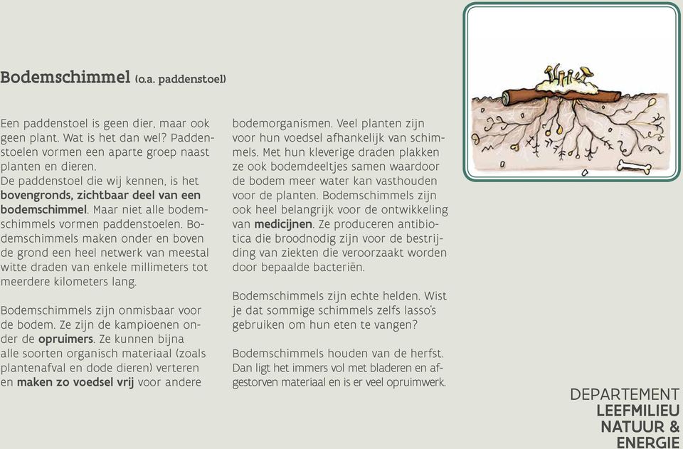 Bodemschimmels maken onder en boven de grond een heel netwerk van meestal witte draden van enkele millimeters tot meerdere kilometers lang. Bodemschimmels zijn onmisbaar voor de bodem.