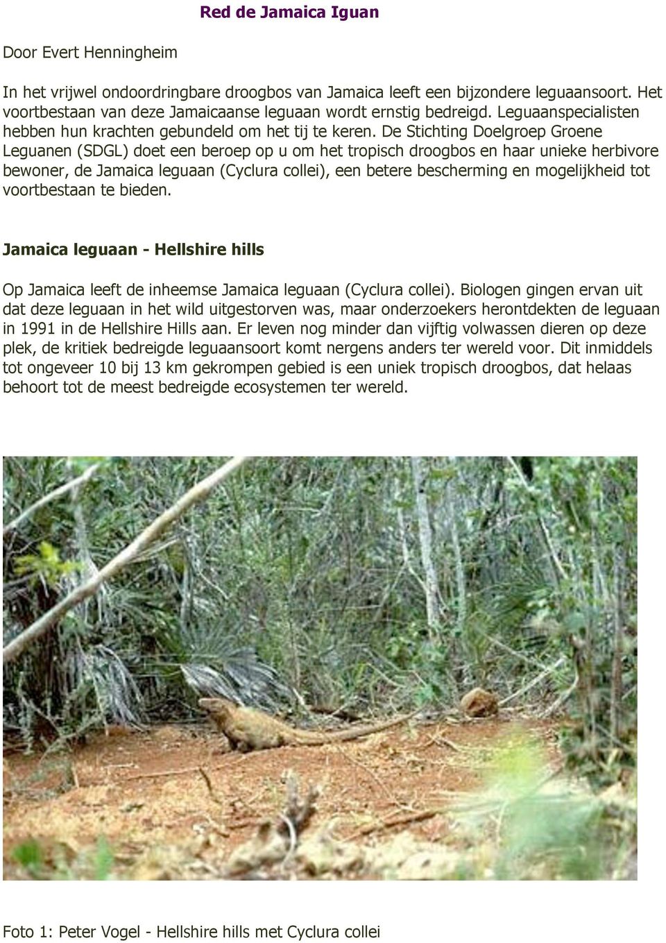 De Stichting Doelgroep Groene Leguanen (SDGL) doet een beroep op u om het tropisch droogbos en haar unieke herbivore bewoner, de Jamaica leguaan (Cyclura collei), een betere bescherming en