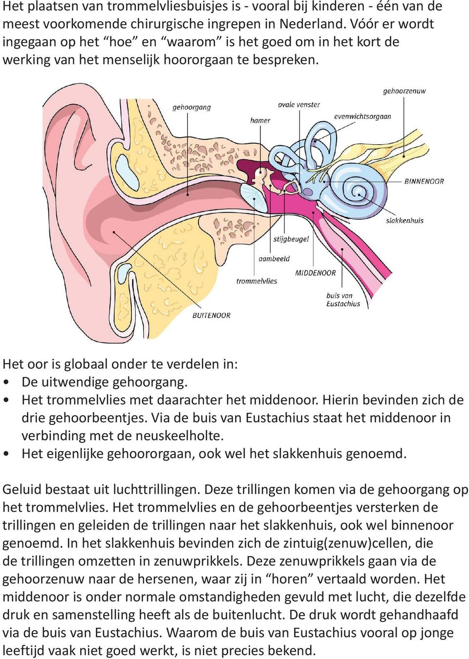 Het trommelvlies met daarachter het middenoor. Hierin bevinden zich de drie gehoorbeentjes. Via de buis van Eustachius staat het middenoor in verbinding met de neuskeelholte.