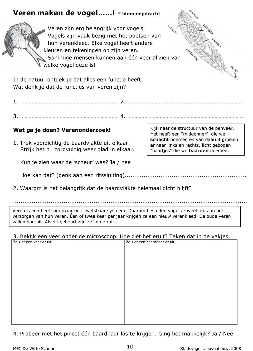 Verenonderzoek! 1. Trek voorzichtig de baardvlakte uit elkaar. Strijk het nu zorgvuldig weer glad in elkaar. Kijk naar de structuur van de penveer.