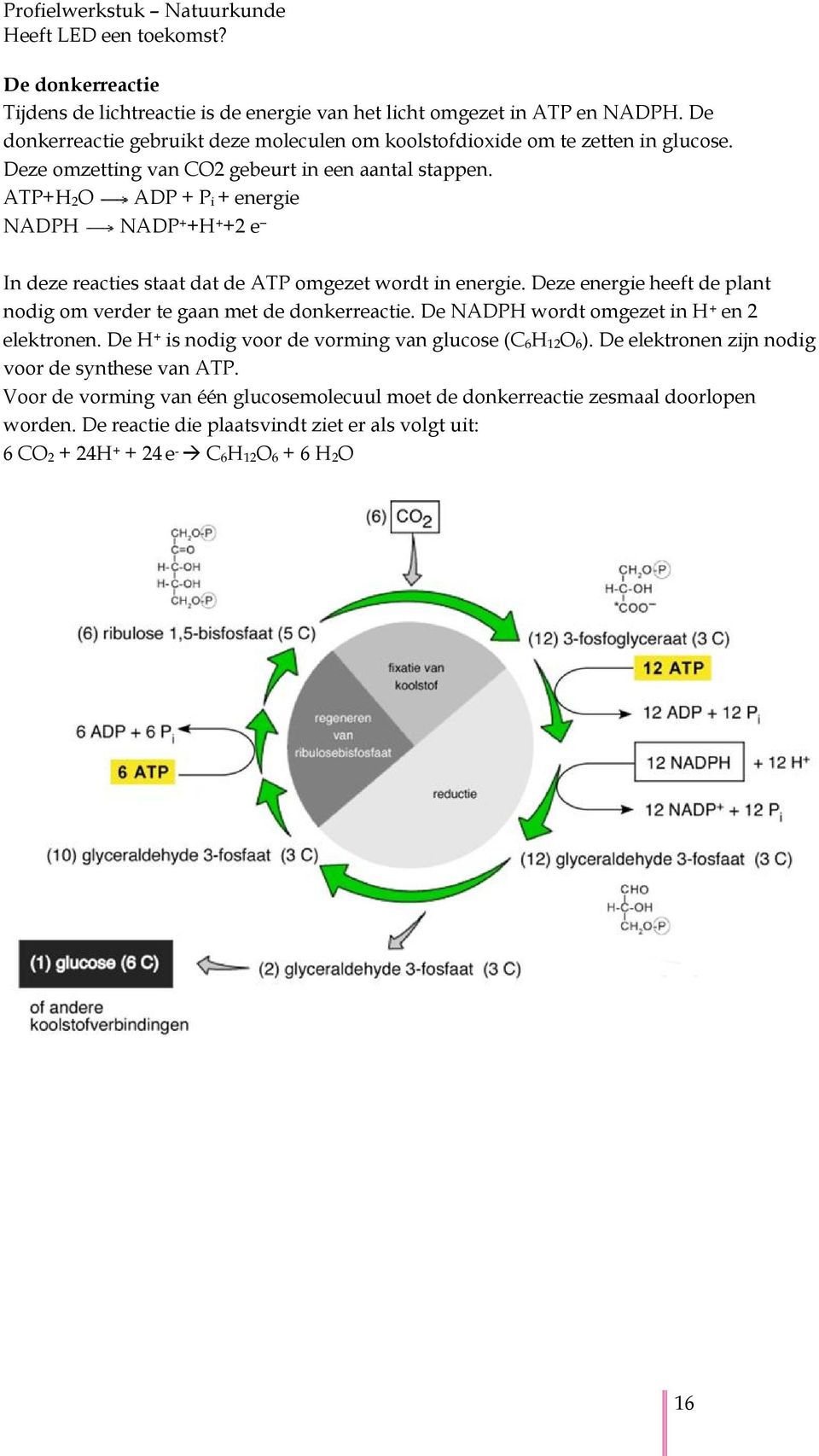 Deze energie heeft de plant nodig om verder te gaan met de donkerreactie. De NADPH wordt omgezet in H + en 2 elektronen. De H + is nodig voor de vorming van glucose (C 6H 12O 6).