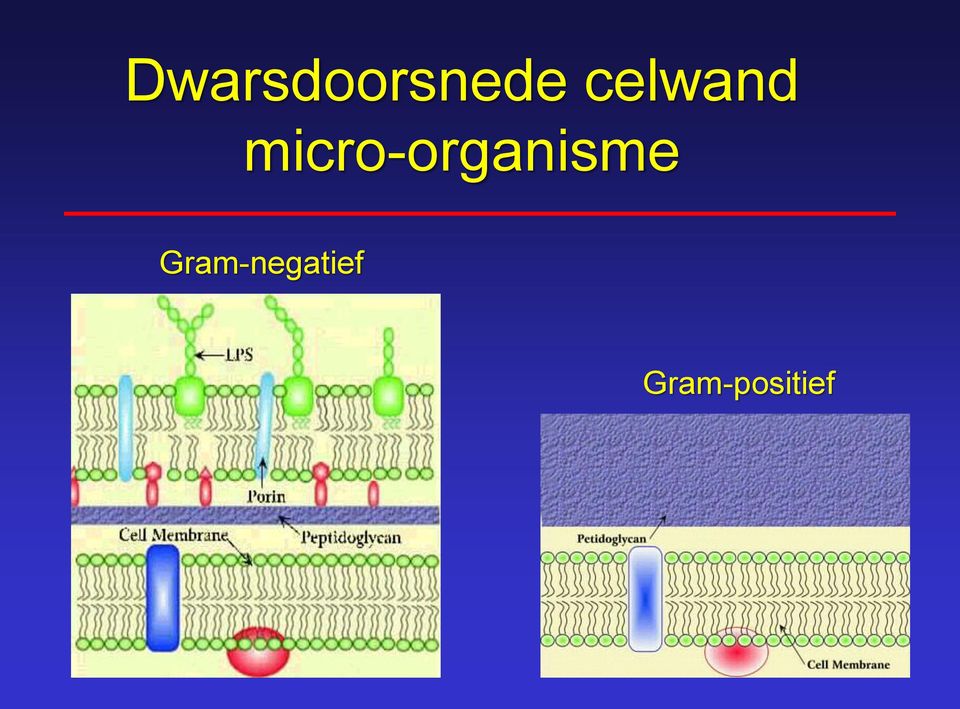 micro-organisme