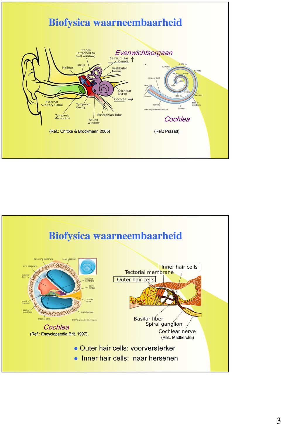 : Prasad) Cochlea Biofysica waarneembaarheid (Ref.
