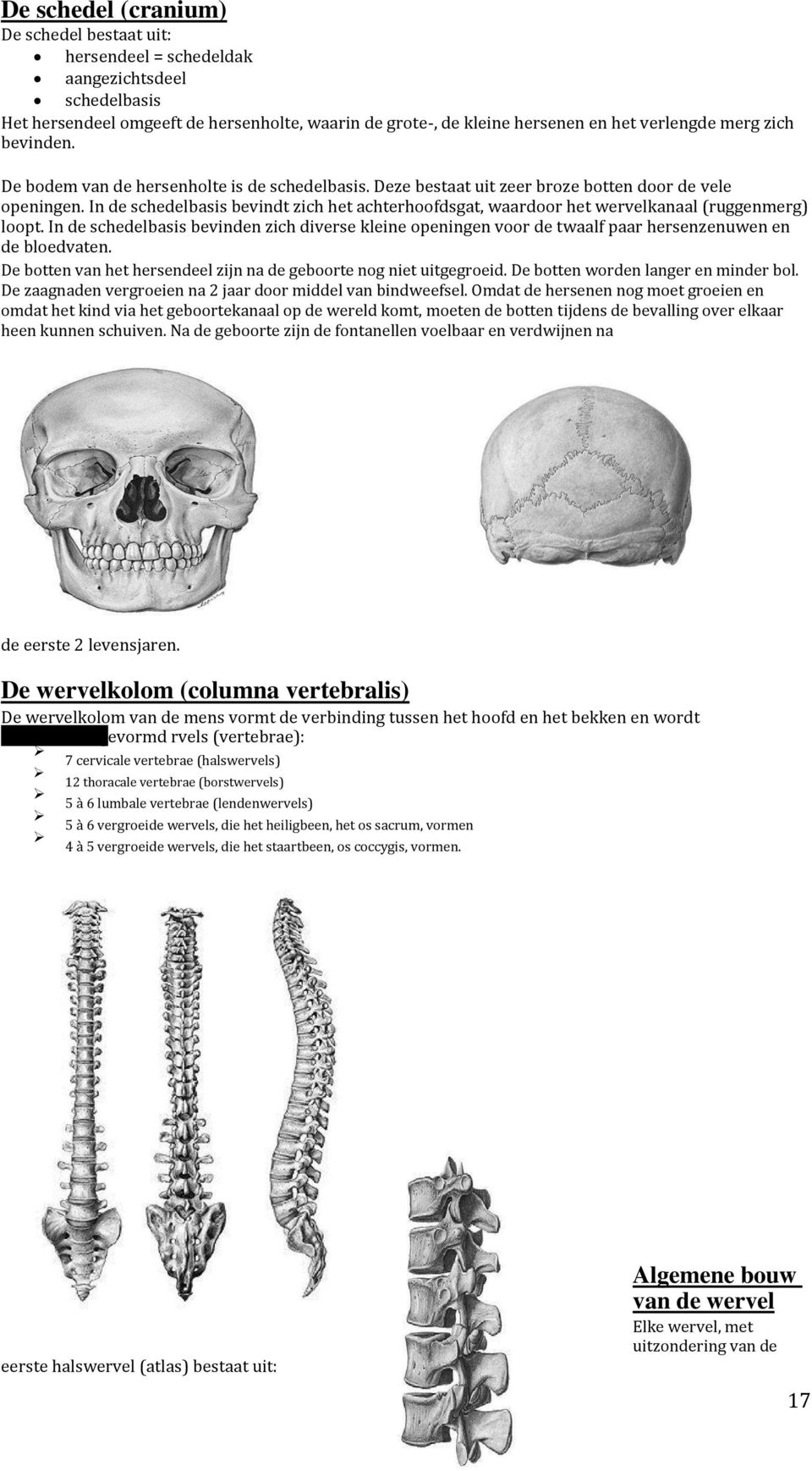 In de schedelbasis bevindt zich het achterhoofdsgat, waardoor het wervelkanaal (ruggenmerg) loopt.