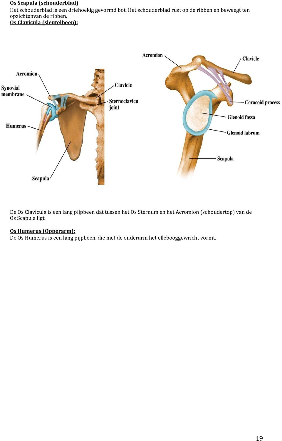 Os Clavicula (sleutelbeen): De Os Clavicula is een lang pijpbeen dat tussen het Os Sternum en het