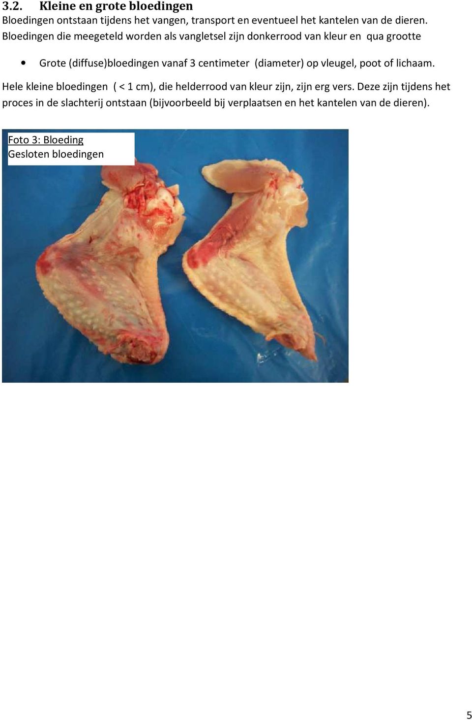 (diameter) op vleugel, poot of lichaam. Hele kleine bloedingen ( < 1 cm), die helderrood van kleur zijn, zijn erg vers.