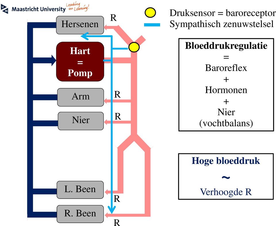 Bloeddrukregulatie Baroreflex +