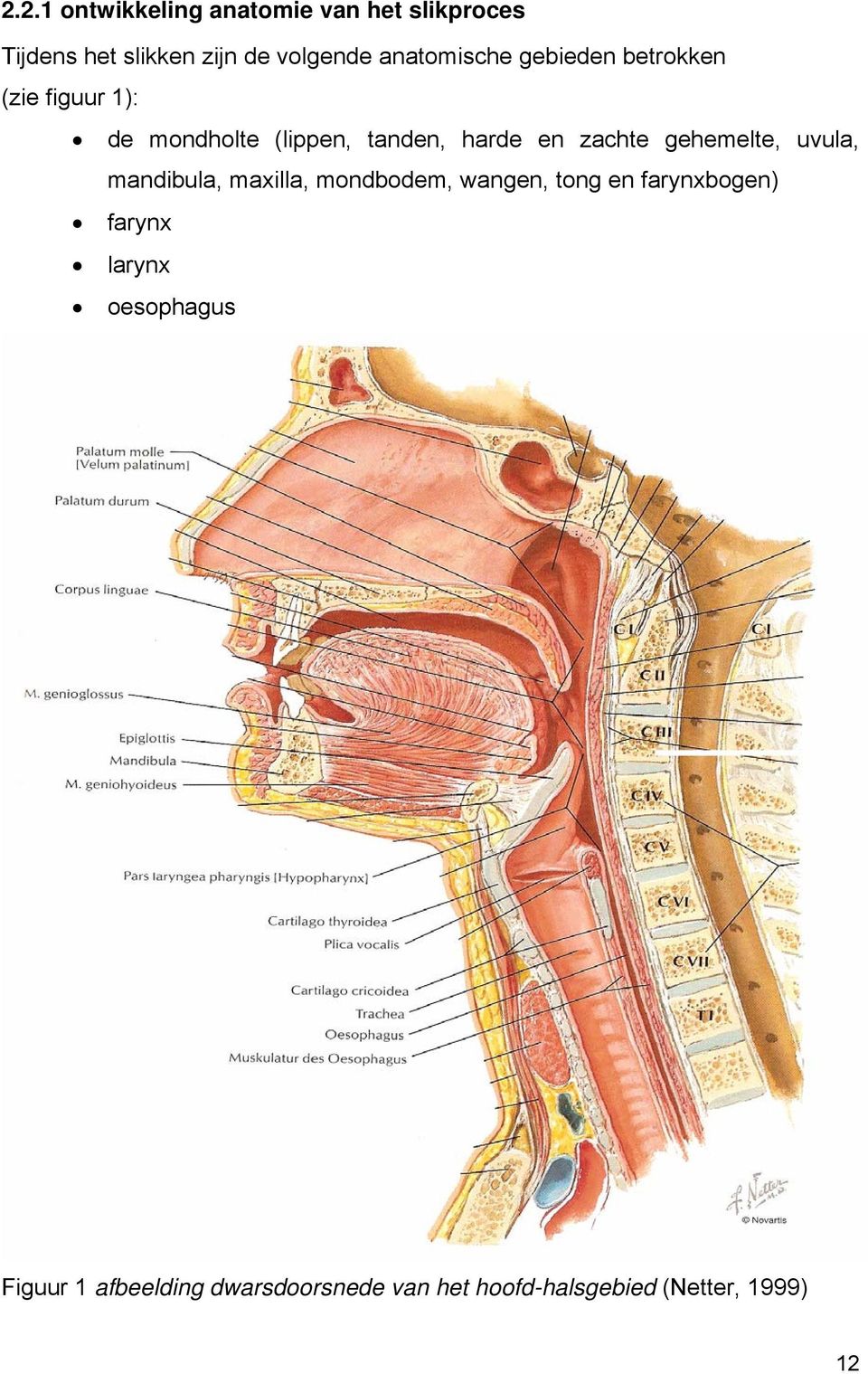 zachte gehemelte, uvula, mandibula, maxilla, mondbodem, wangen, tong en farynxbogen)