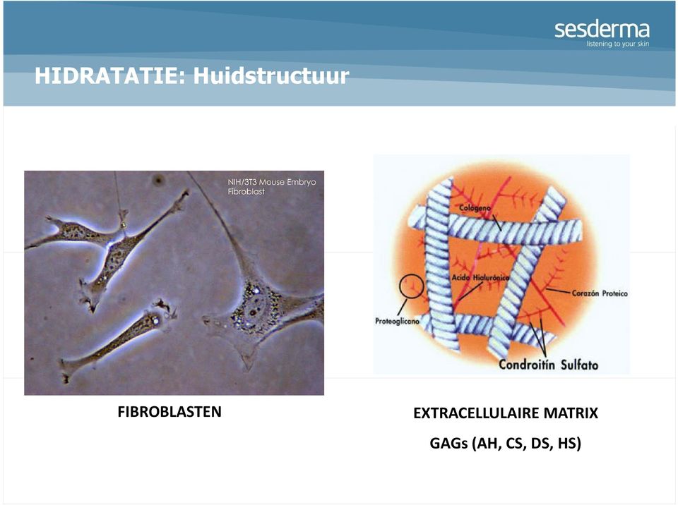 FIBROBLASTEN