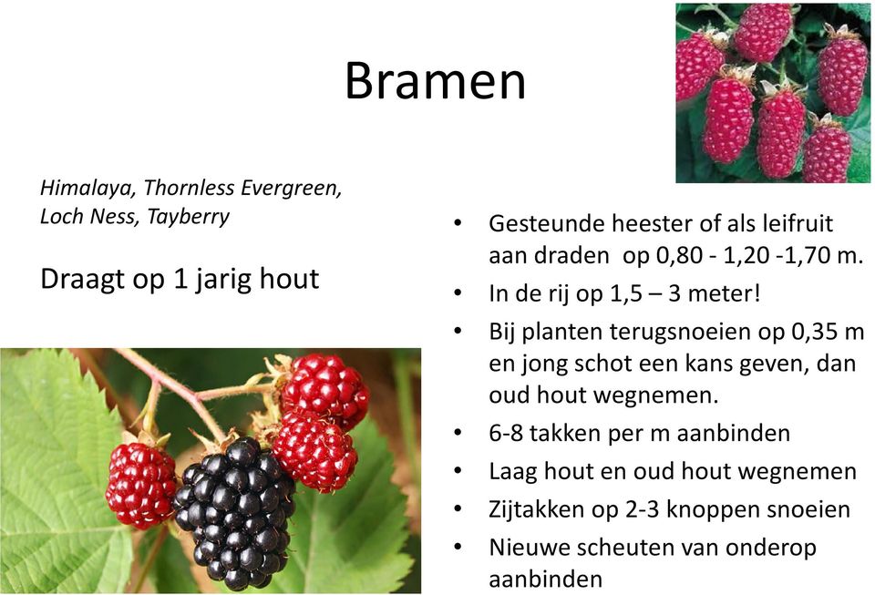 Bij planten terugsnoeien op 0,35 m en jong schot een kans geven, dan oud hout wegnemen.