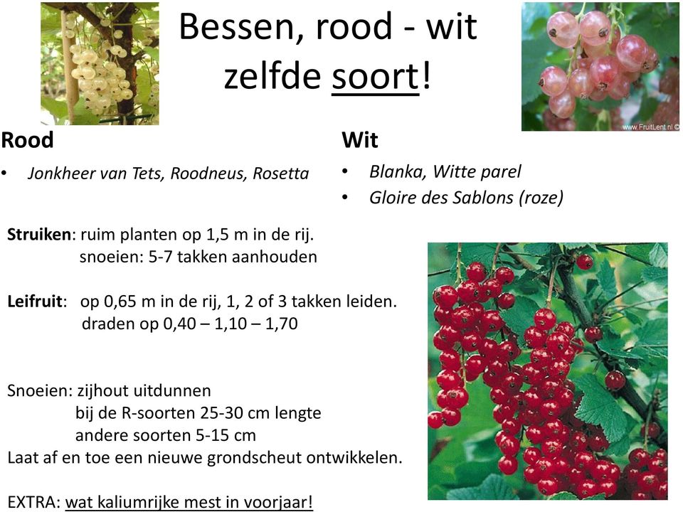 planten op 1,5 m in de rij. snoeien: 5-7 takken aanhouden Leifruit: op 0,65 m in de rij, 1, 2 of 3 takken leiden.