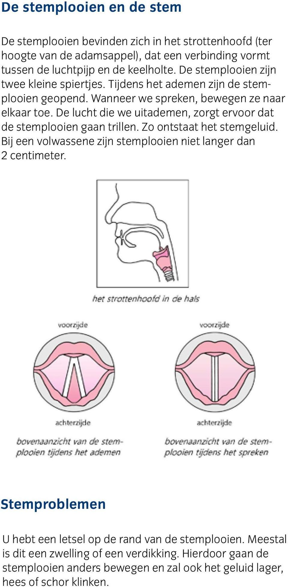 De lucht die we uitademen, zorgt ervoor dat de stemplooien gaan trillen. Zo ontstaat het stemgeluid. Bij een volwassene zijn stemplooien niet langer dan 2 centimeter.