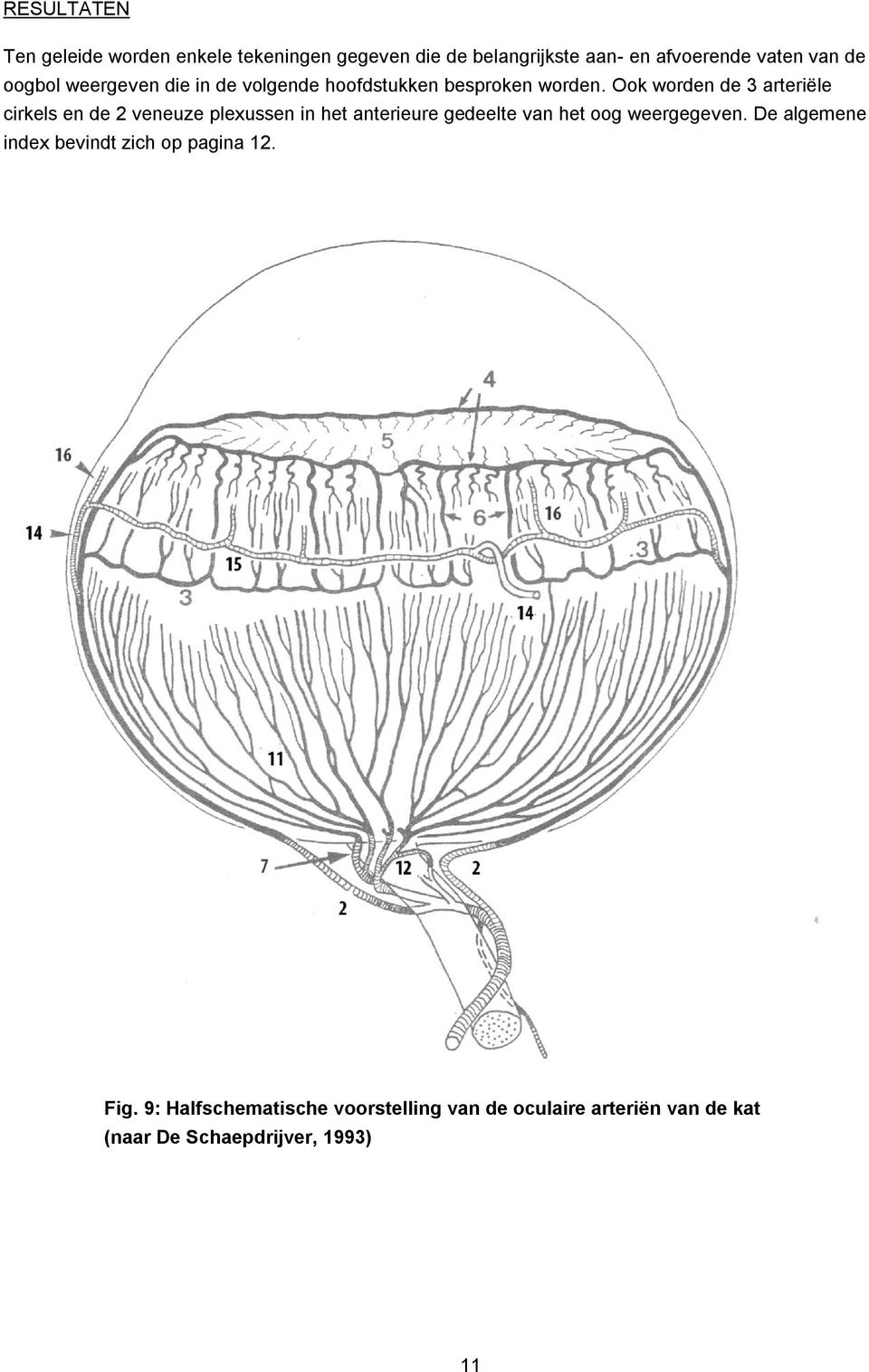 Ook worden de 3 arteriële cirkels en de 2 veneuze plexussen in het anterieure gedeelte van het oog