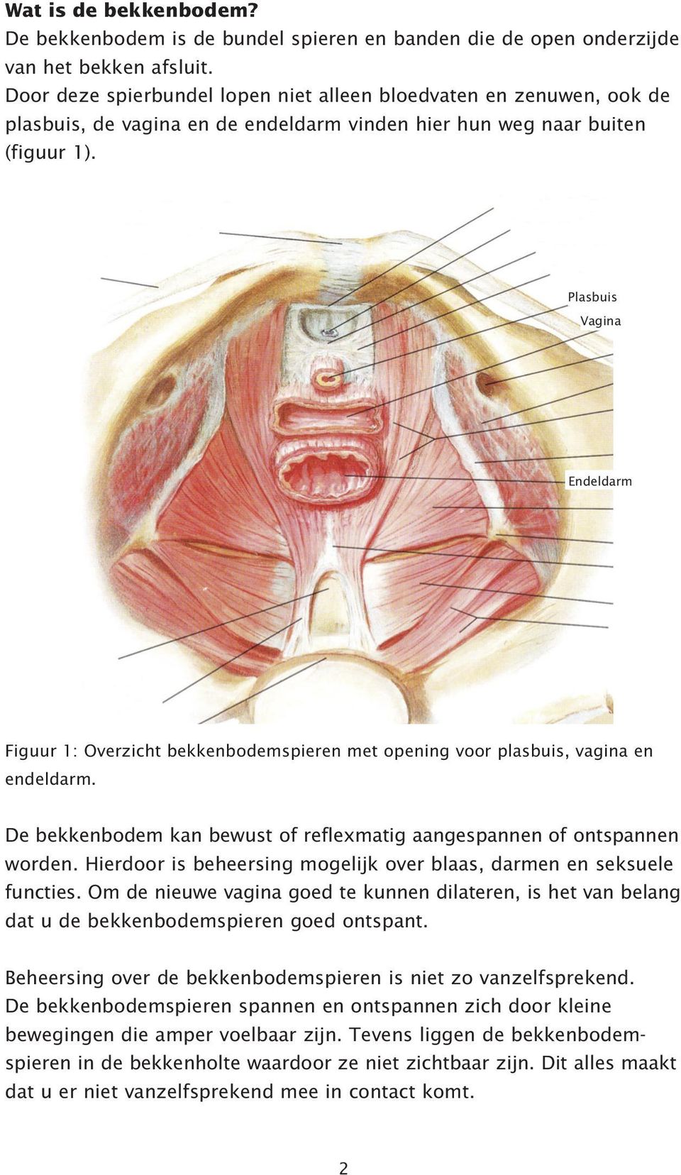 Plasbuis Vagina Endeldarm Figuur 1: Overzicht bekkenbodemspieren met opening voor plasbuis, vagina en endeldarm. De bekkenbodem kan bewust of reflexmatig aangespannen of ontspannen worden.