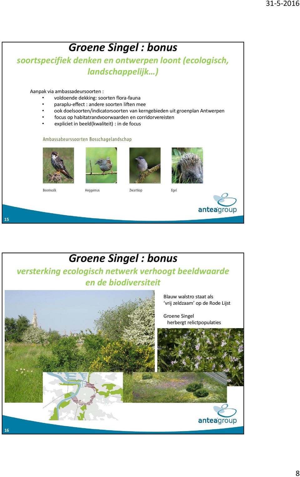 Antwerpen focus op habitatrandvoorwaarden en corridorvereisten expliciet in beeld(kwaliteit) : in de focus 15 : bonus versterking