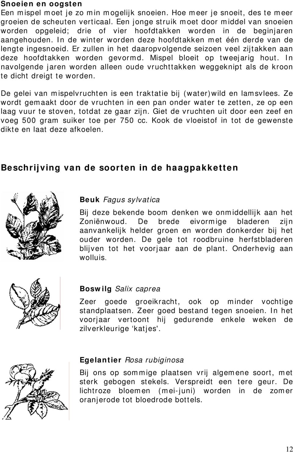 In de winter worden deze hoofdtakken met één derde van de lengte ingesnoeid. Er zullen in het daaropvolgende seizoen veel zijtakken aan deze hoofdtakken worden gevormd.