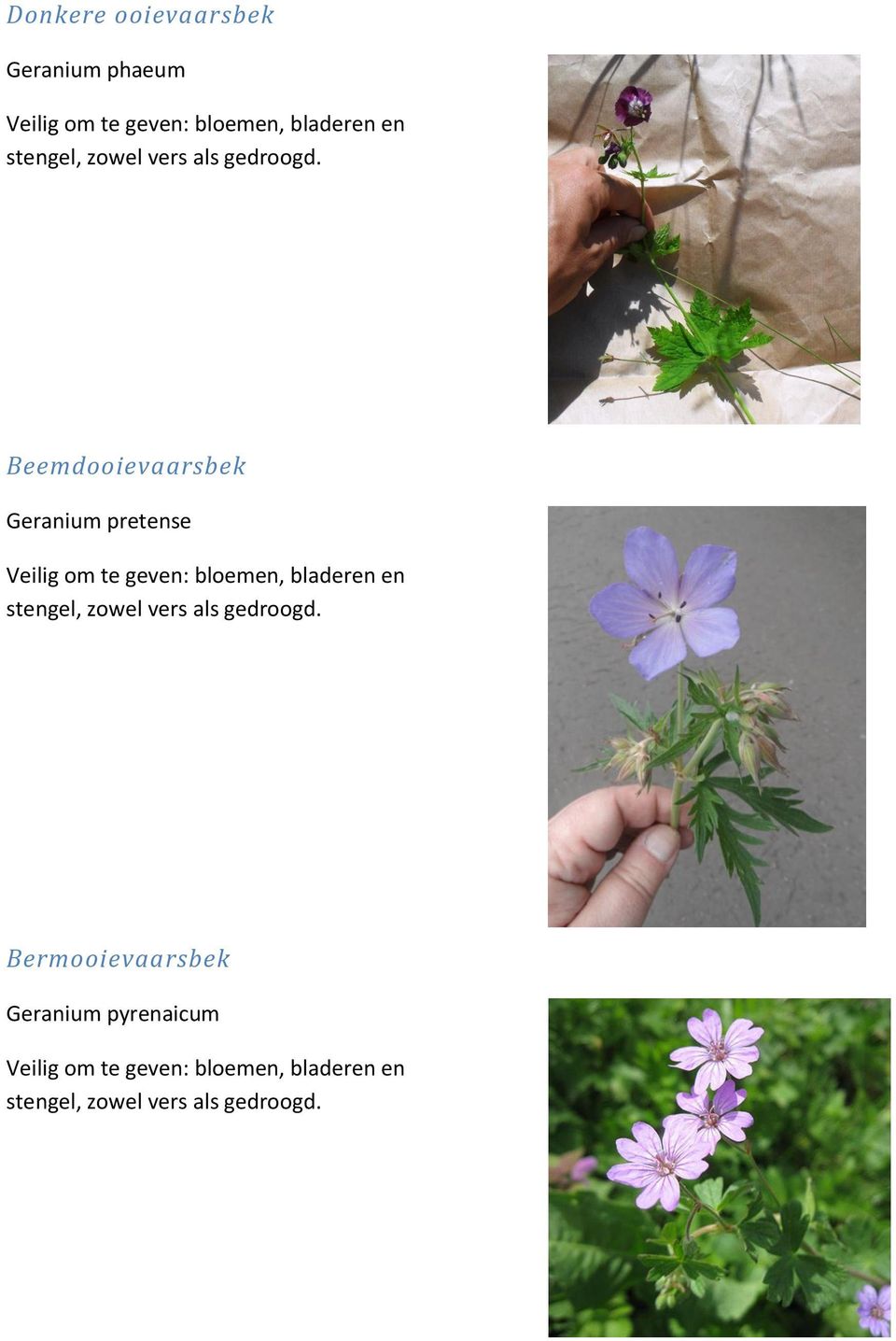 Beemdooievaarsbek Geranium