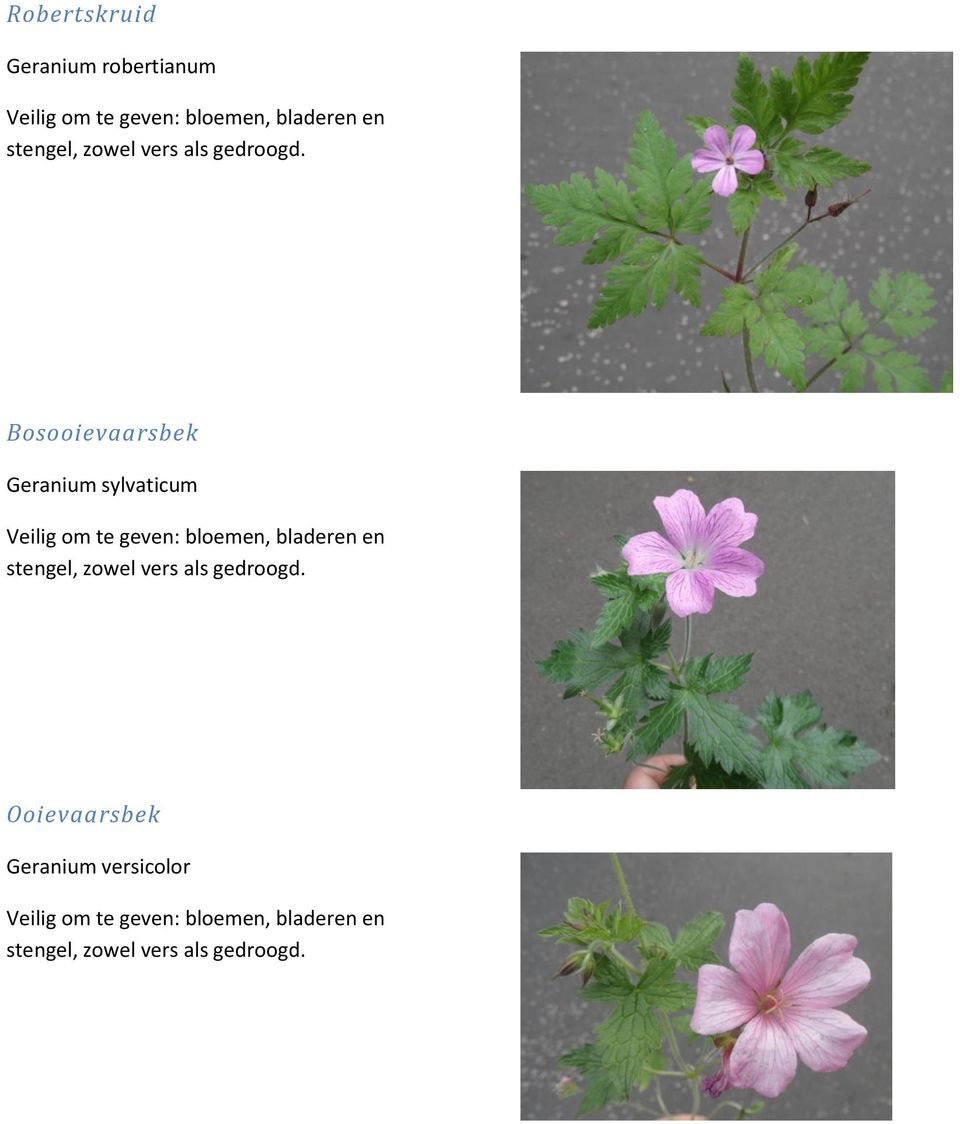 Bosooievaarsbek Geranium