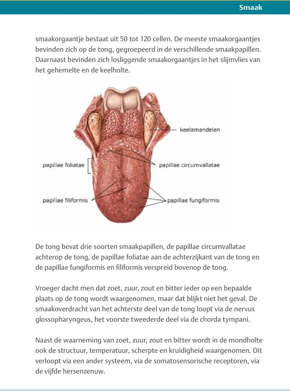 De tong bevat drie soorten smaakpapillen, de papillae circumvallatae achterop de tong, de papillae foliatae aan de achterzijkant van de tong en de papillae fungiformis en filiformis verspreid bovenop