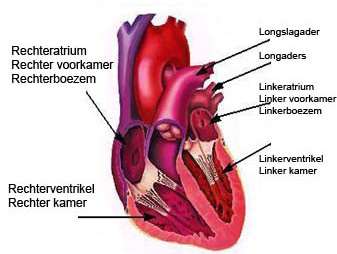 Hoe werkt het hart? 1.1. De hartholten Het hart is een orgaan dat hoofdzakelijk uit spierweefsel bestaat.