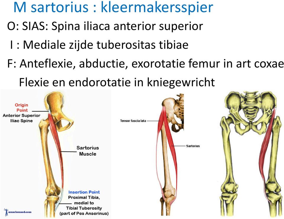 tuberositas tibiae F: Anteflexie, abductie,