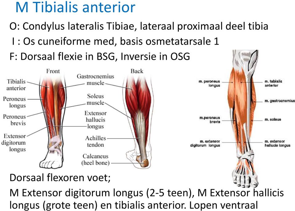 Inversiein OSG Dorsaal flexoren voet; M Extensor digitorum longus(2-5