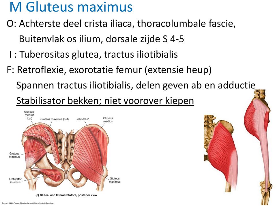 iliotibialis F: Retroflexie, exorotatie femur (extensie heup) Spannen