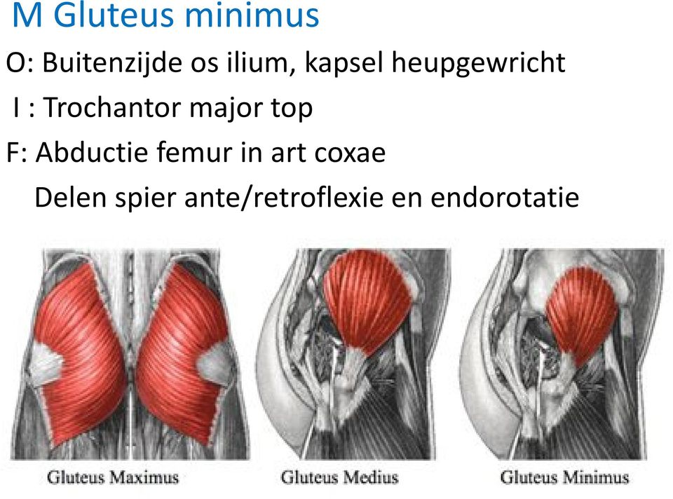 Trochantormajor top F: Abductiefemur in