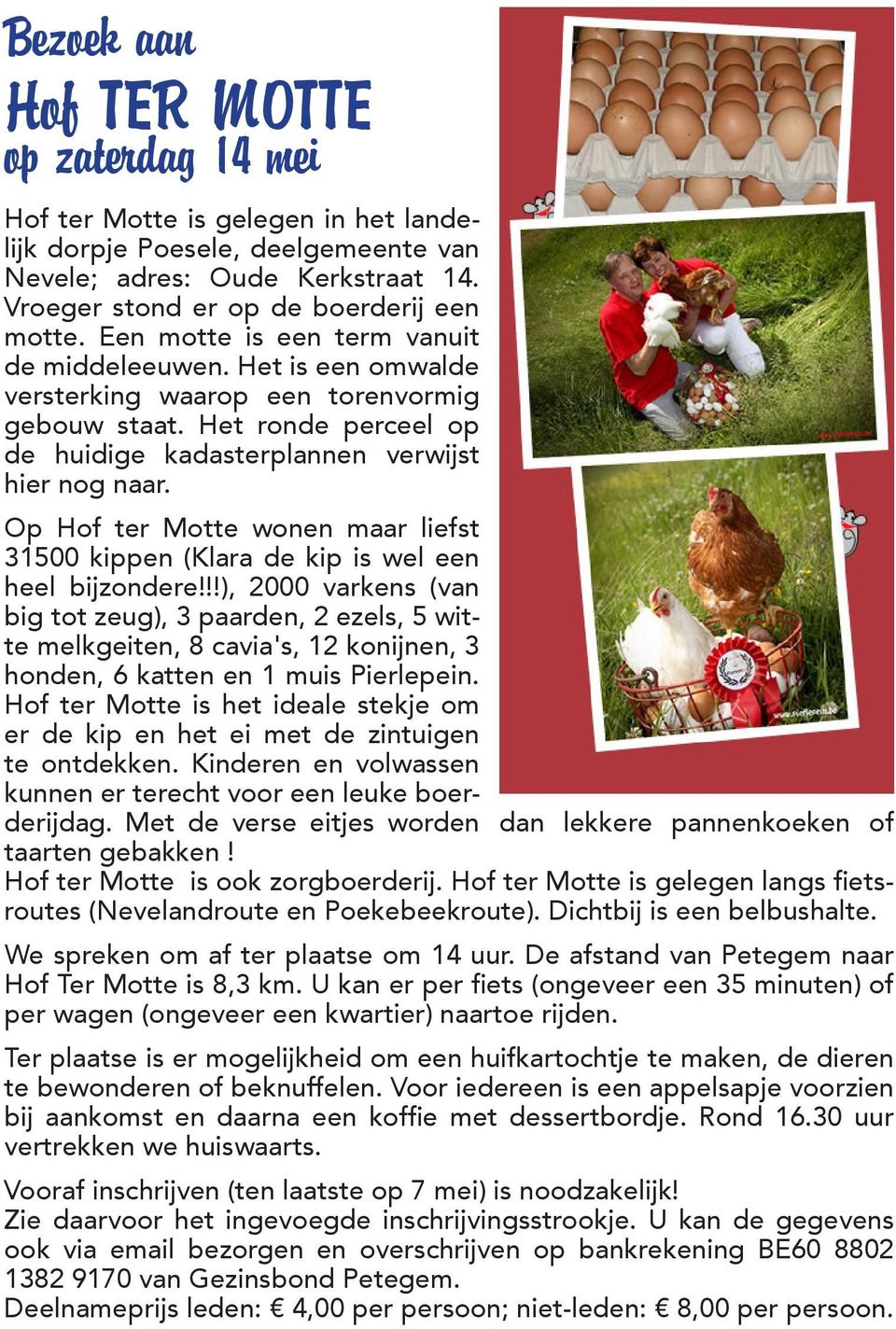 Op Hof ter Motte wonen maar liefst 31500 kippen (Klara de kip is wel een heel bijzondere!