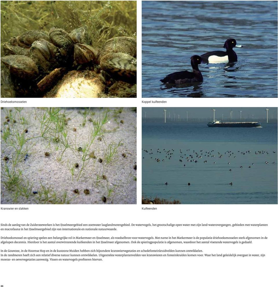 Driehoeksmossel en spiering spelen een belangrijke rol in Markermeer en IJsselmeer, als voedselbron voor watervogels.