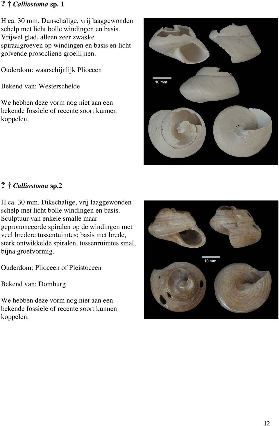 Ouderdom: waarschijnlijk Plioceen Bekend van: Westerschelde We hebben deze vorm nog niet aan een bekende fossiele of recente soort kunnen koppelen.? Calliostoma sp.2 H ca. 30 mm.