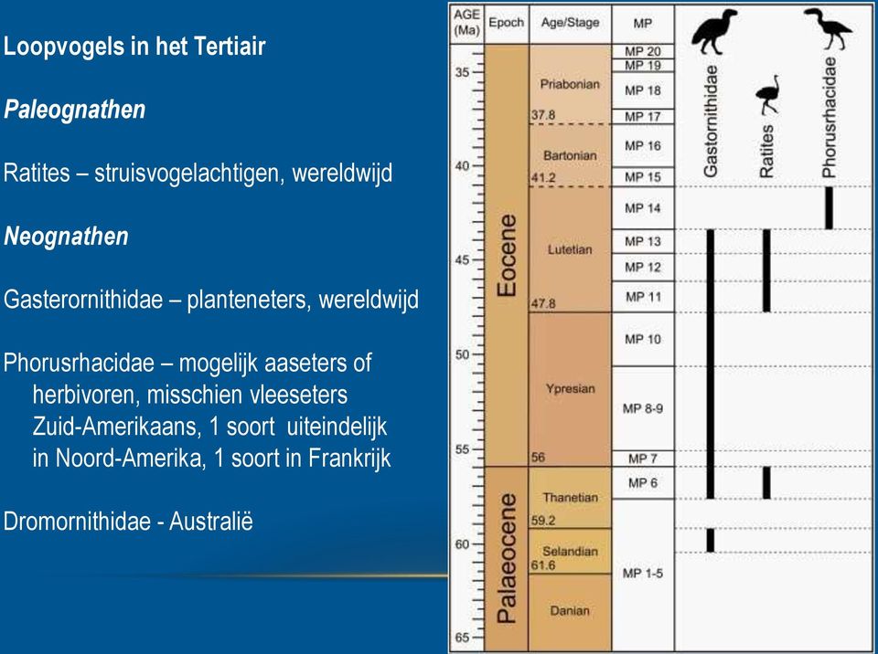 Phorusrhacidae mogelijk aaseters of herbivoren, misschien vleeseters