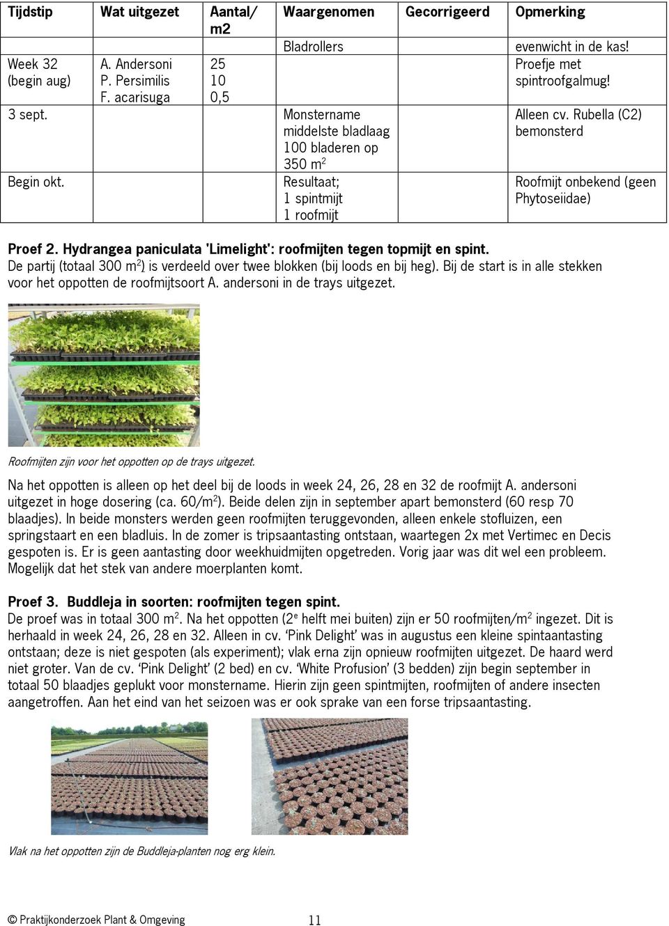 Rubella (C2) bemonsterd Roofmijt onbekend (geen Phytoseiidae) Proef 2. Hydrangea paniculata 'Limelight': roofmijten tegen topmijt en spint.