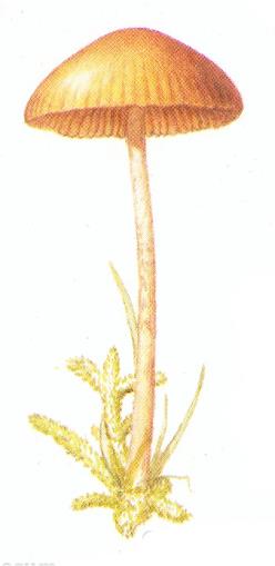 25. Mosklokjes (Galerina) Kleine, tere soorten gelijkend op Mycena maar met bruine lamellen, soms met velum Sporee