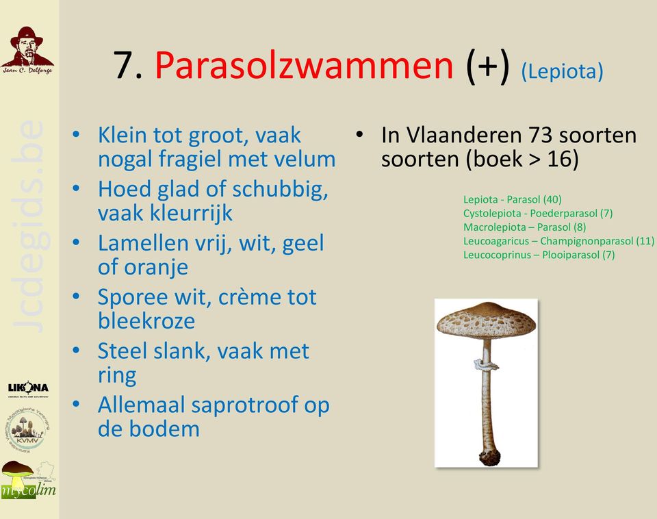 Allemaal saprotroof op de bodem In Vlaanderen 73 soorten soorten (boek > 16) Lepiota - Parasol (40)