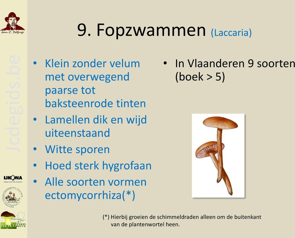 hygrofaan Alle soorten vormen ectomycorrhiza(*) In Vlaanderen 9 soorten (boek >