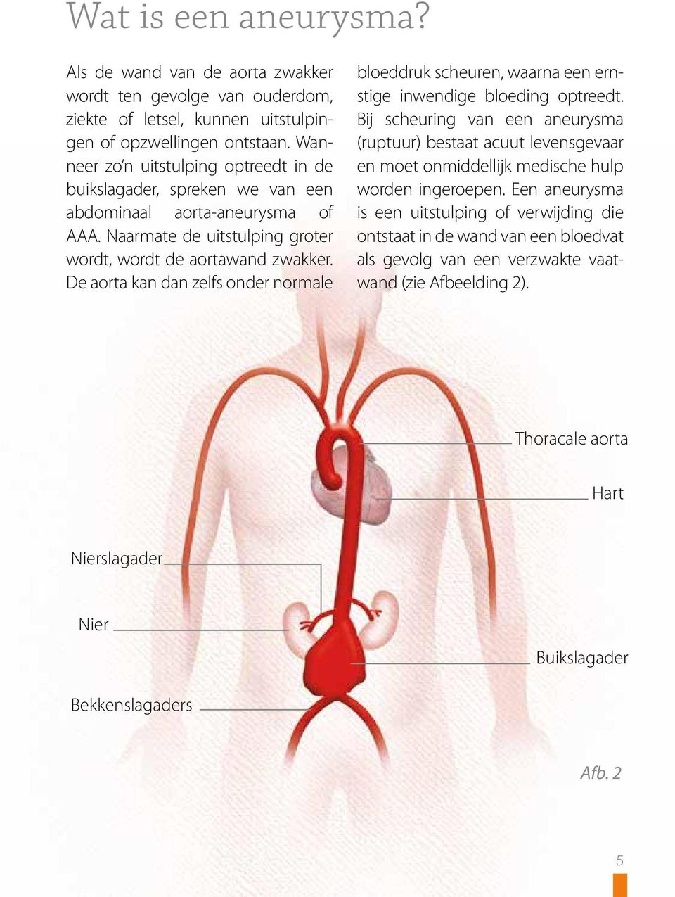 De aorta kan dan zelfs onder normale bloeddruk scheuren, waarna een ernstige inwendige bloeding optreedt.