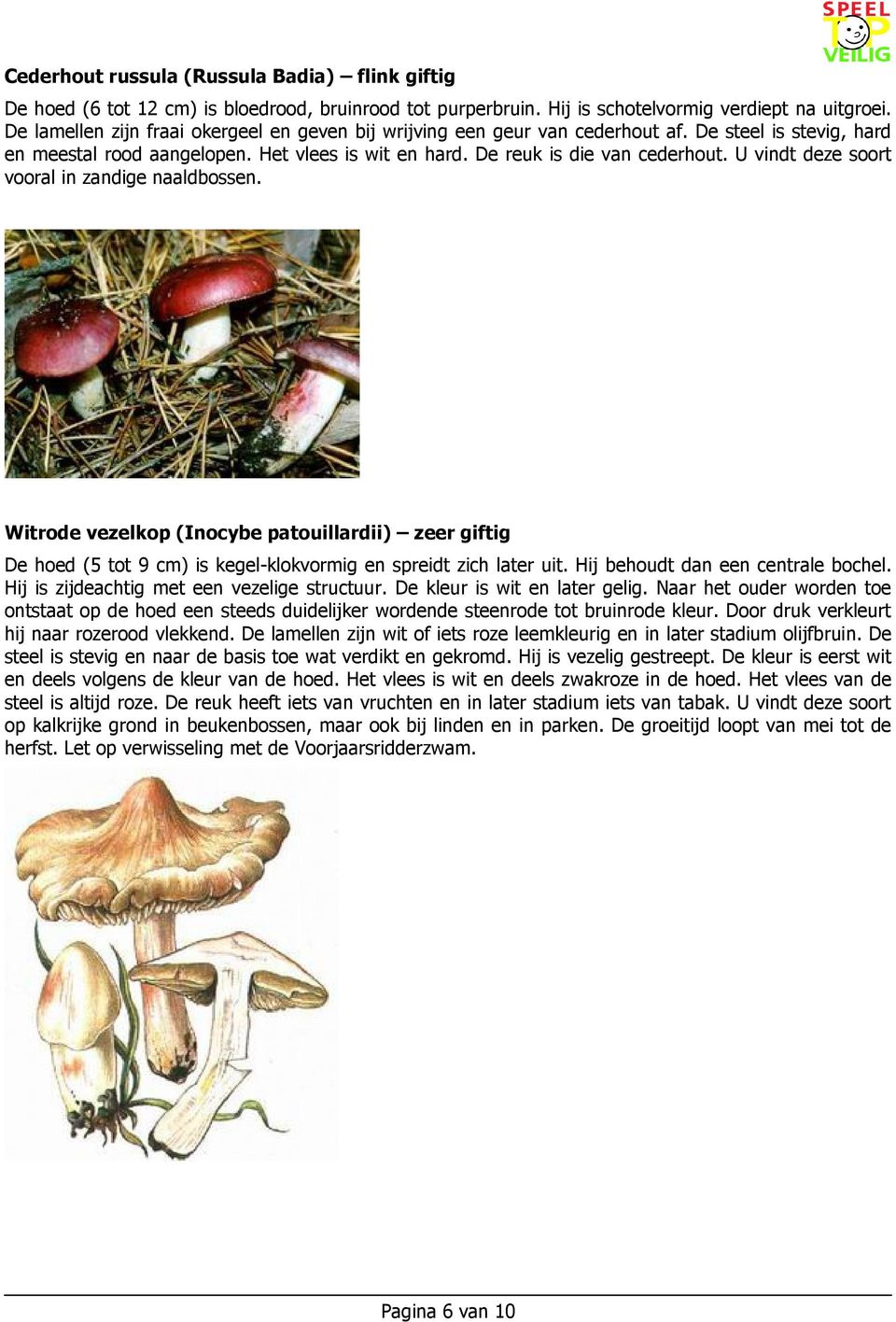 U vindt deze soort vooral in zandige naaldbossen. Witrode vezelkop (Inocybe patouillardii) zeer giftig De hoed (5 tot 9 cm) is kegel-klokvormig en spreidt zich later uit.