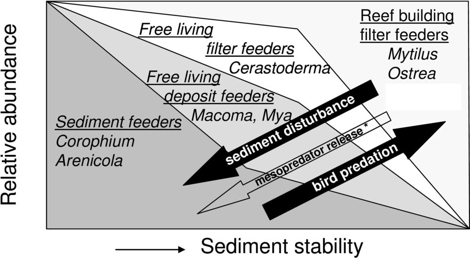 disturbance mesopredator release * Reef building filter feeders Mytilus