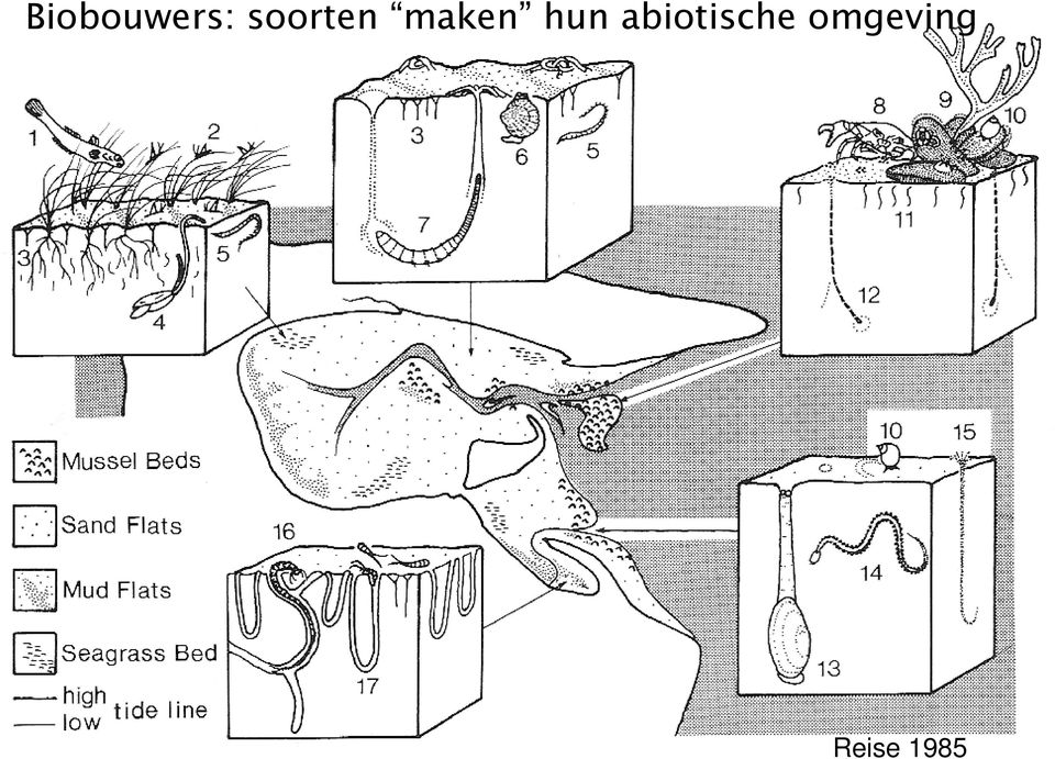 hun abiotische