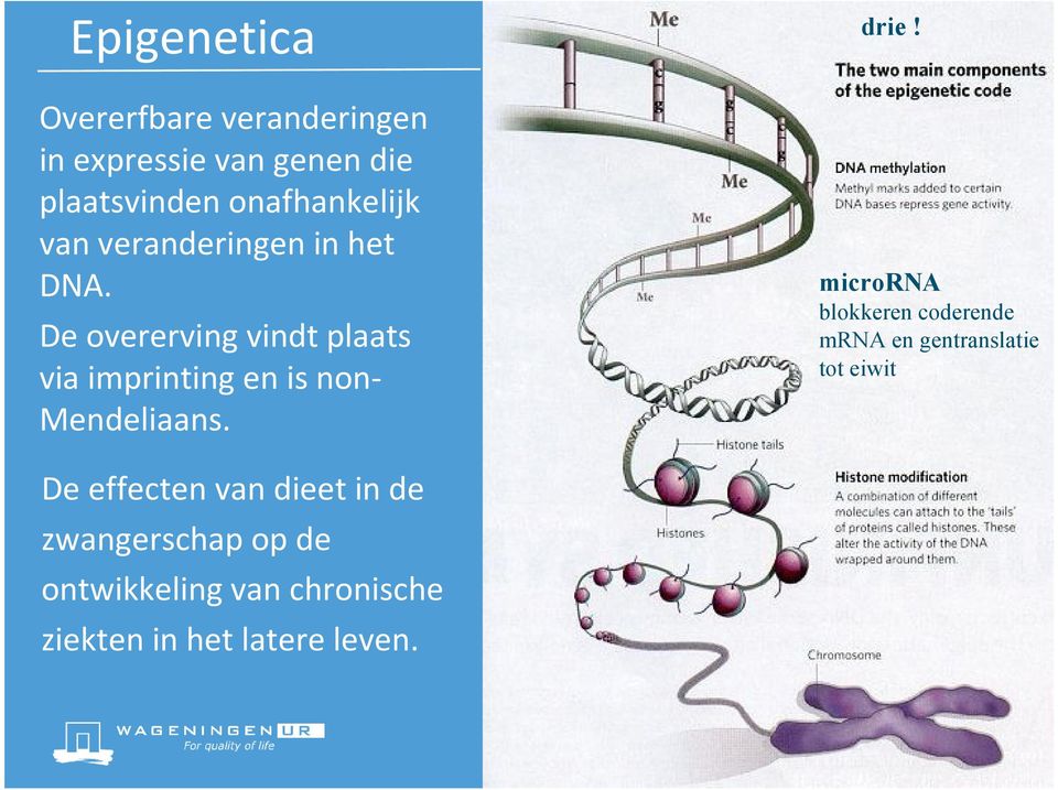 De overerving vindt plaats via imprinting en is non- Mendeliaans. drie!