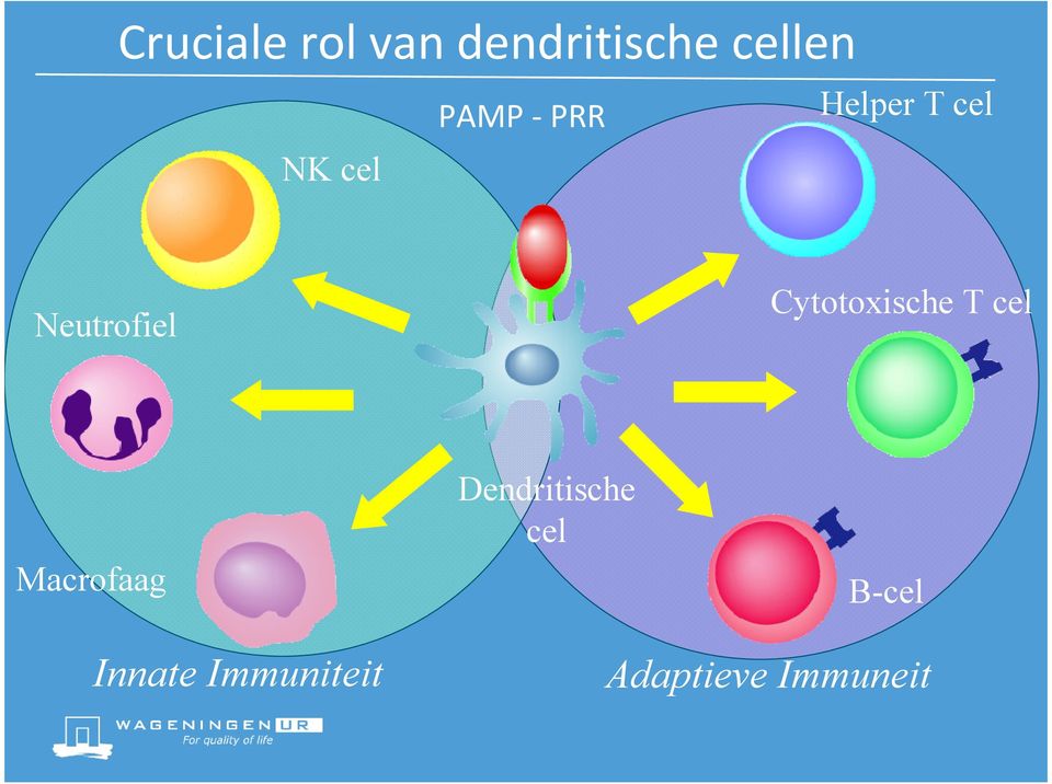 Cytotoxische T cel Macrofaag