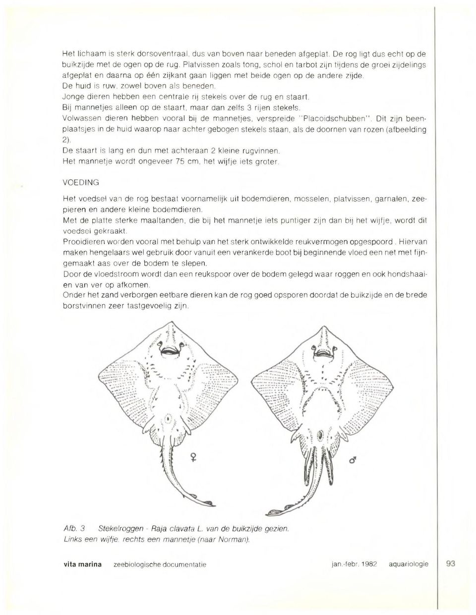 Jonge dieren hebben een centrale rij stekels over de rug en staart. Bij mannetjes alleen op de staart, maar dan zelfs 3 rijen stekels.