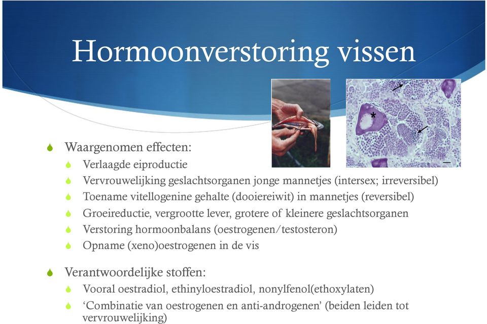 kleinere geslachtsorganen Verstoring hormoonbalans (oestrogenen/testosteron) Opname (xeno)oestrogenen in de vis Verantwoordelijke