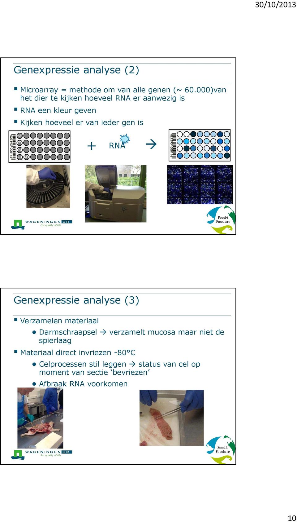 is 1 2 3 4 5 + RNA Genexpressie analyse (3) Verzamelen materiaal Darmschraapsel verzamelt mucosa maar