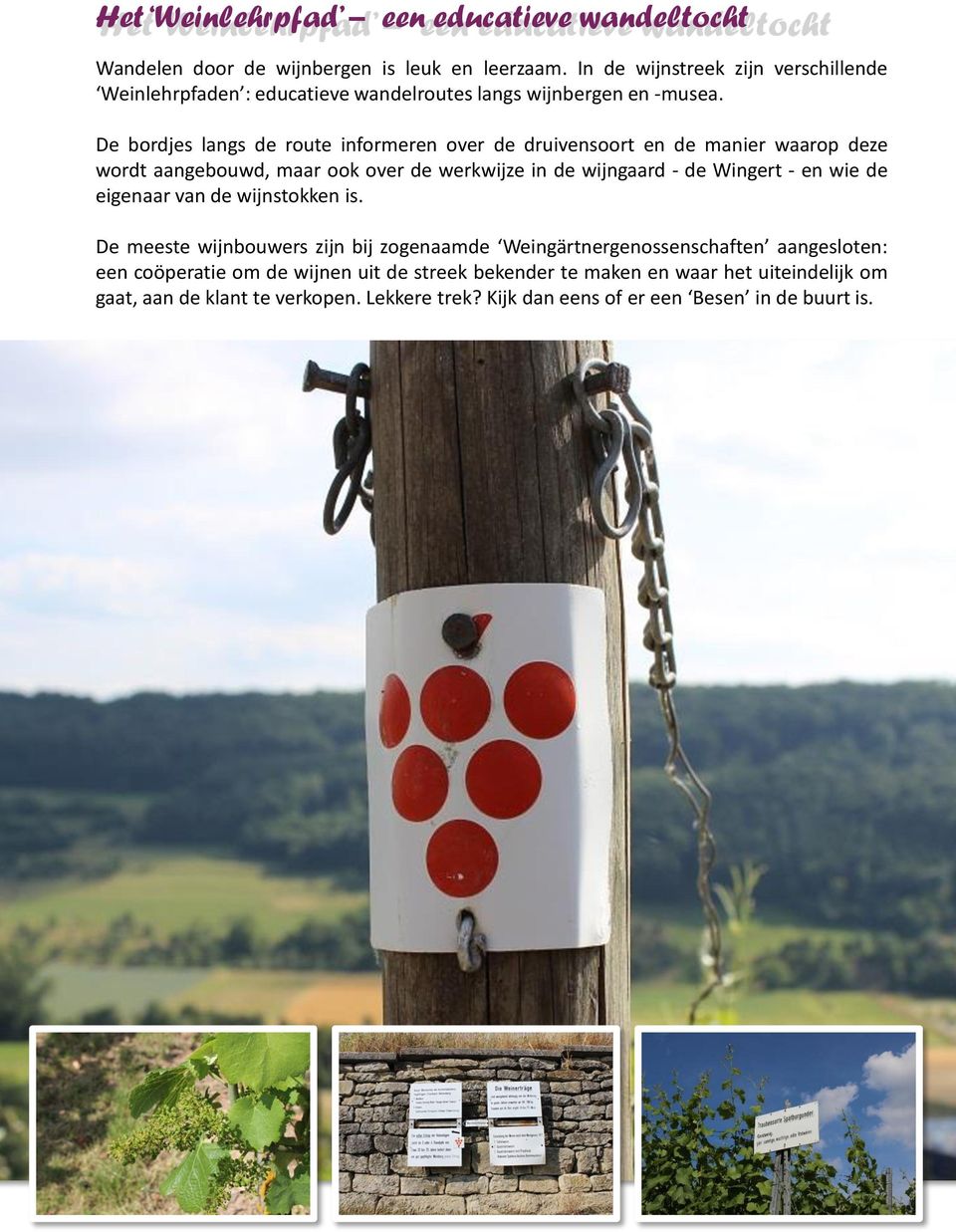 De bordjes langs de route informeren over de druivensoort en de manier waarop deze wordt aangebouwd, maar ook over de werkwijze in de wijngaard - de Wingert - en