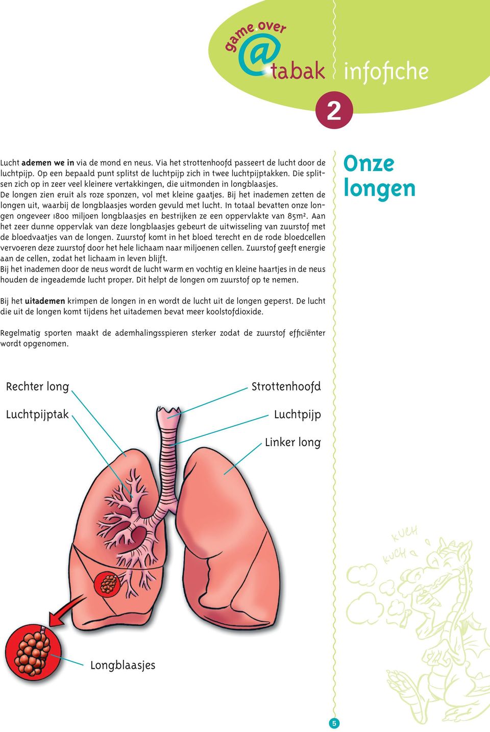 Bij het inademen zetten de longen uit, waarbij de longblaasjes worden gevuld met lucht. In totaal bevatten onze longen ongeveer 1800 miljoen longblaasjes en bestrijken ze een oppervlakte van 85m².
